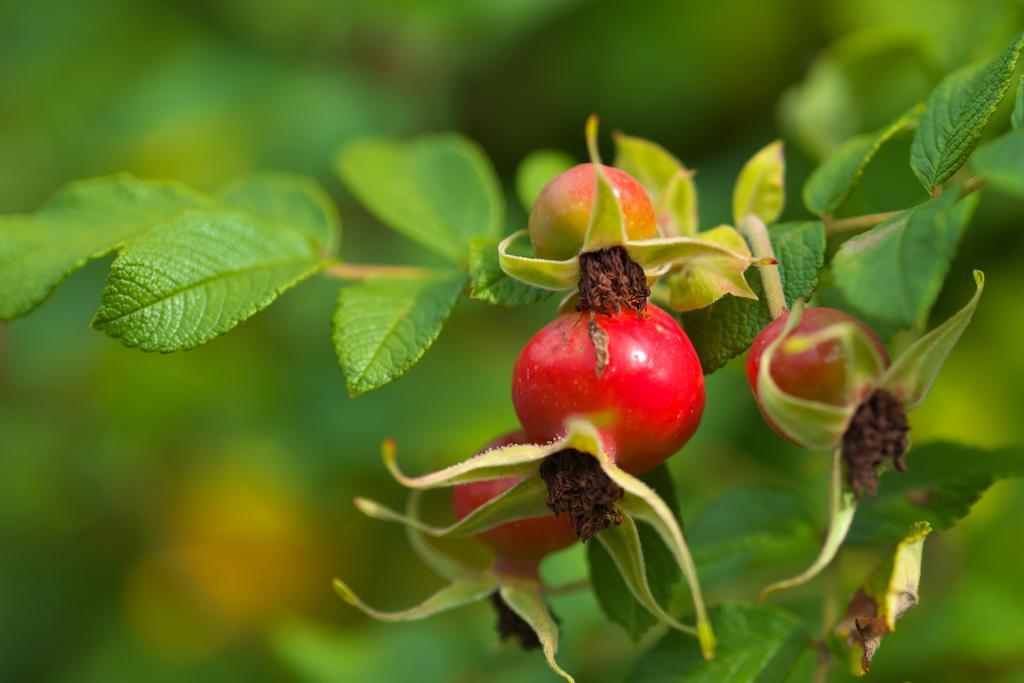 Pension Aloisia Scheffau am Wilden Kaiser Bagian luar foto
