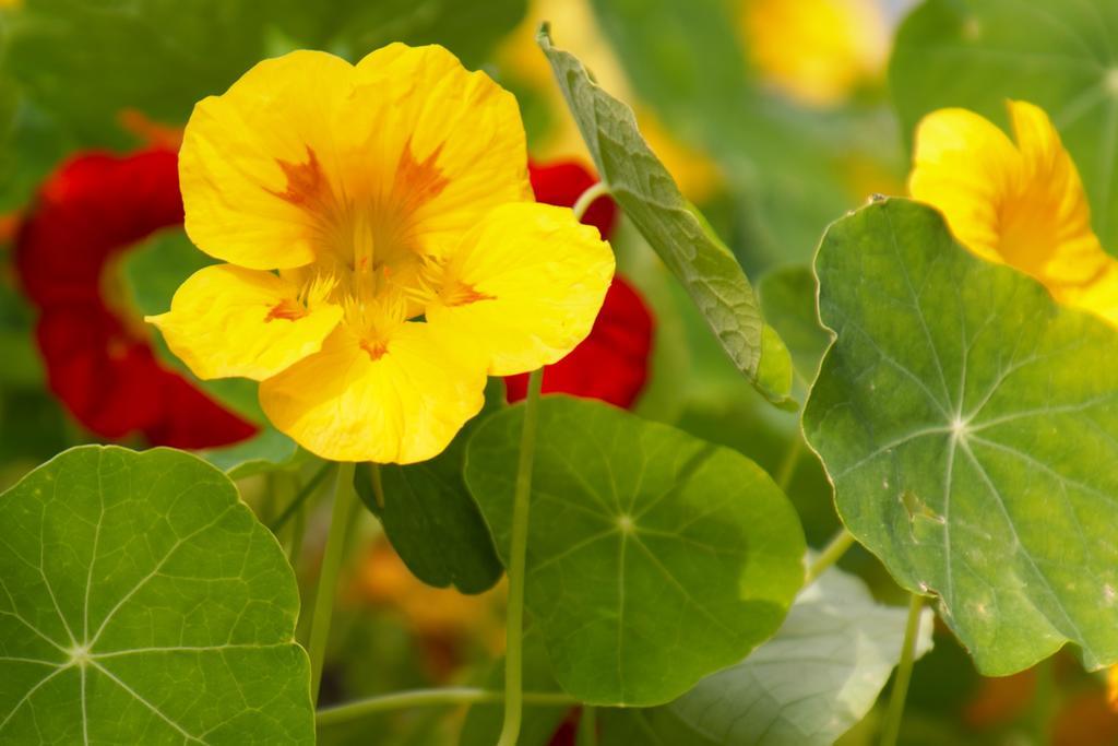 Pension Aloisia Scheffau am Wilden Kaiser Bagian luar foto