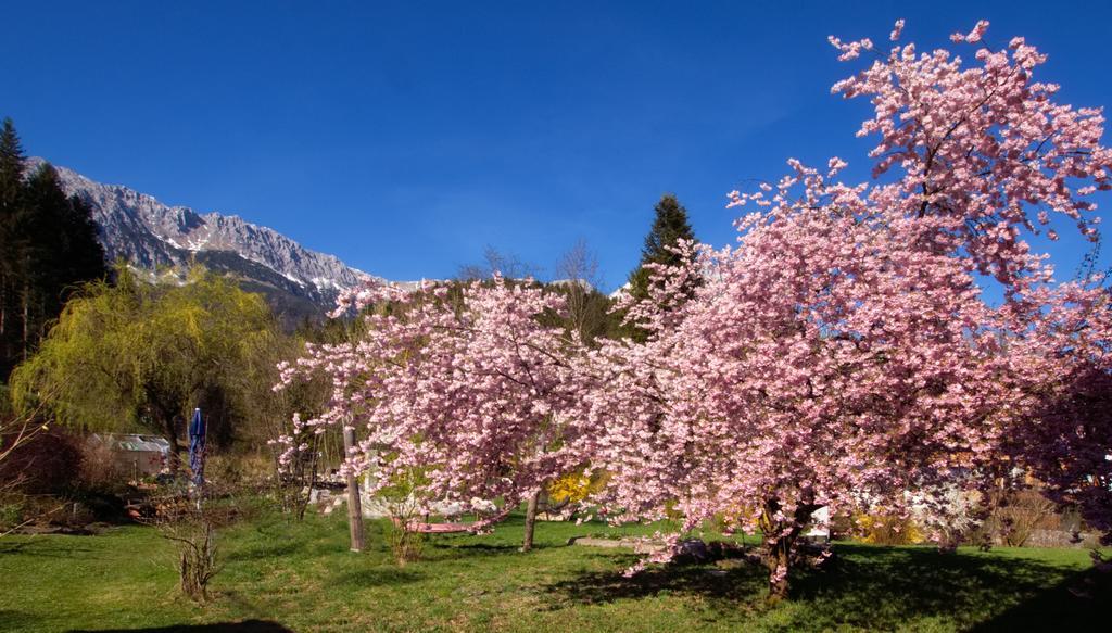 Pension Aloisia Scheffau am Wilden Kaiser Bagian luar foto